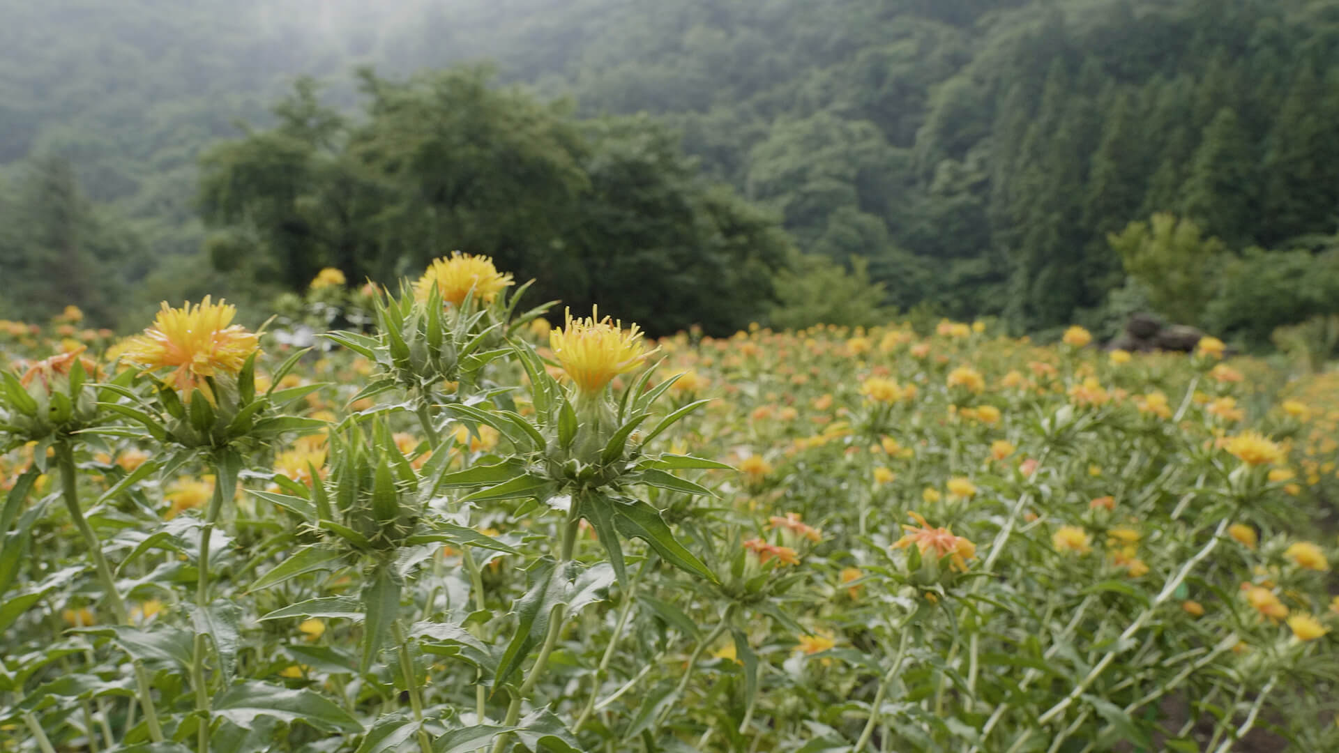 A Mountain Temple's Safflower Culture (Yamagata Pref.)